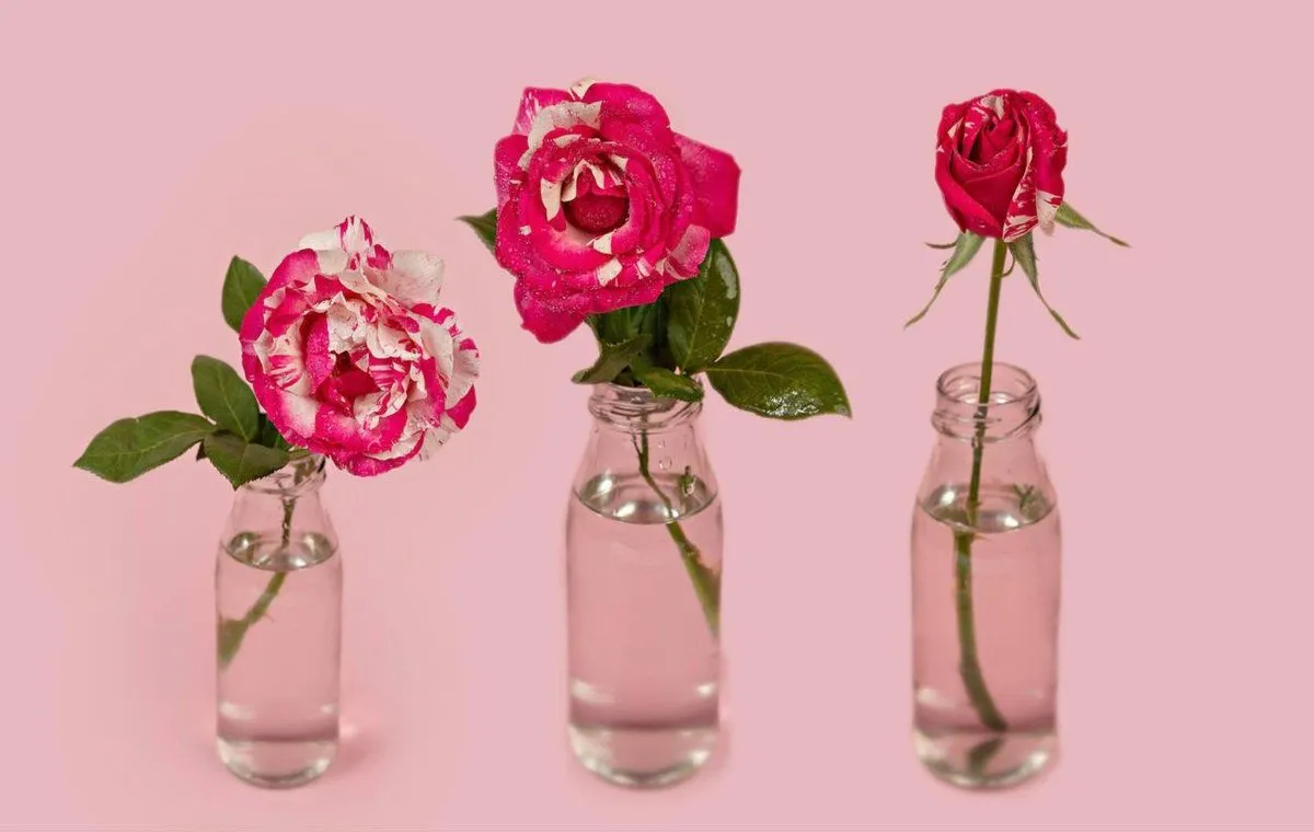 نگهداری از شاخه گل بریده