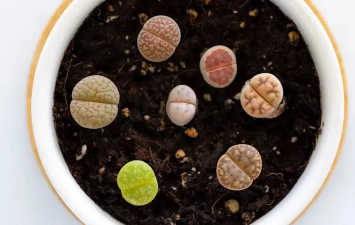 ساکولنت‌های ایمن برای حیوانات خانگی 