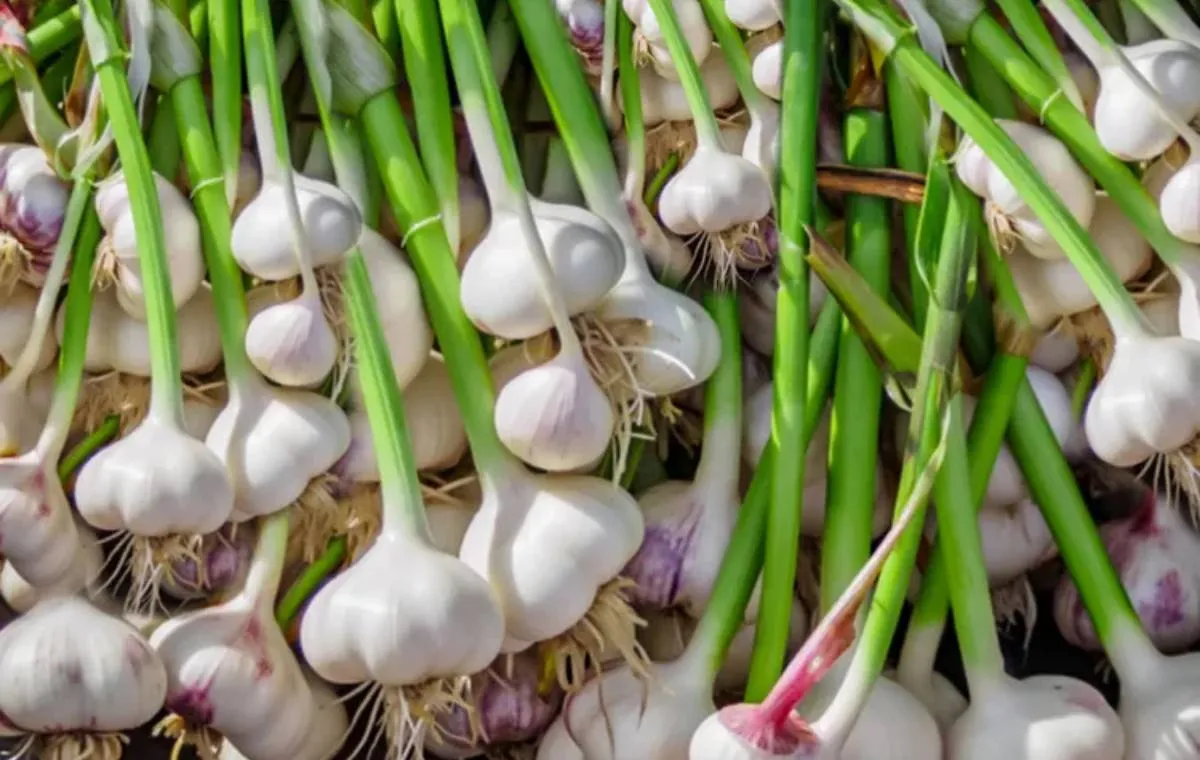 آموزش کاشت و پرورش سیر در خانه 