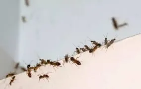 راه‌های خلاص شدن از شر حشرات موذی