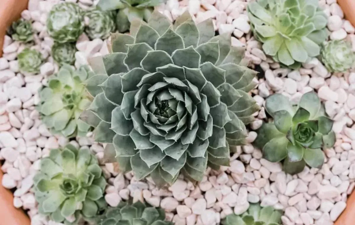 ساکولنت‌های ایمن برای حیوانات خانگی 