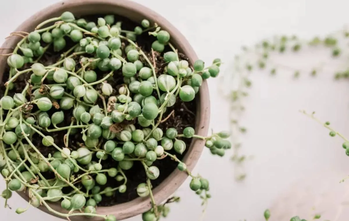 رشته مروارید 