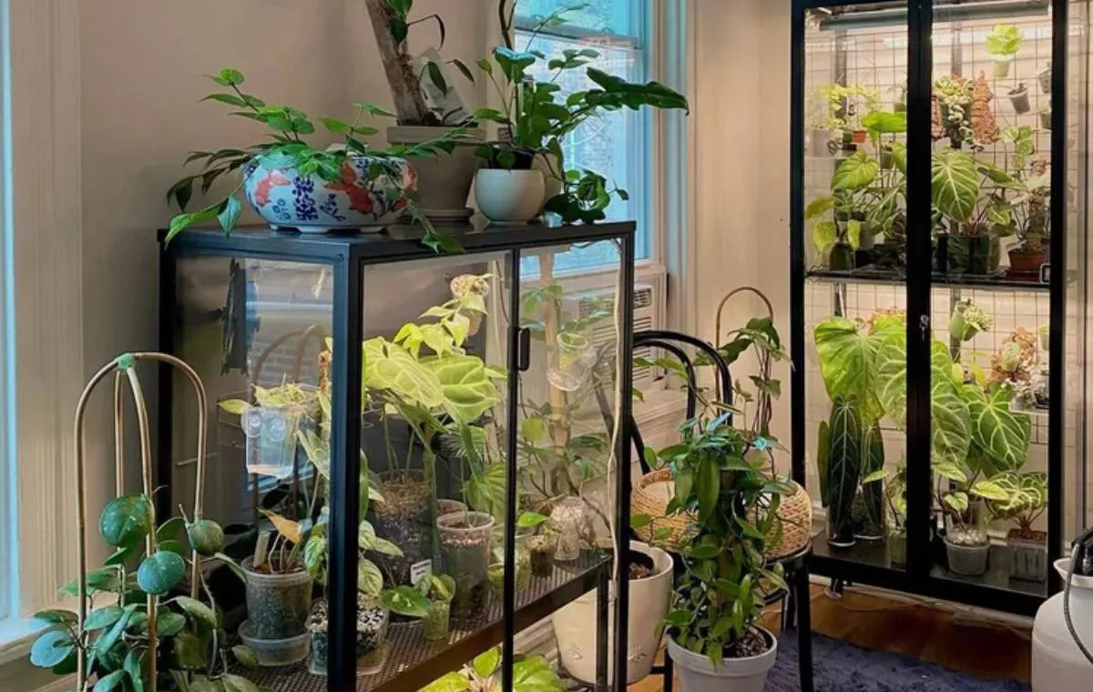  گلخانه داخلی 