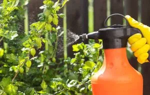 راه‌های مبارزه با انواع آفات باغچه