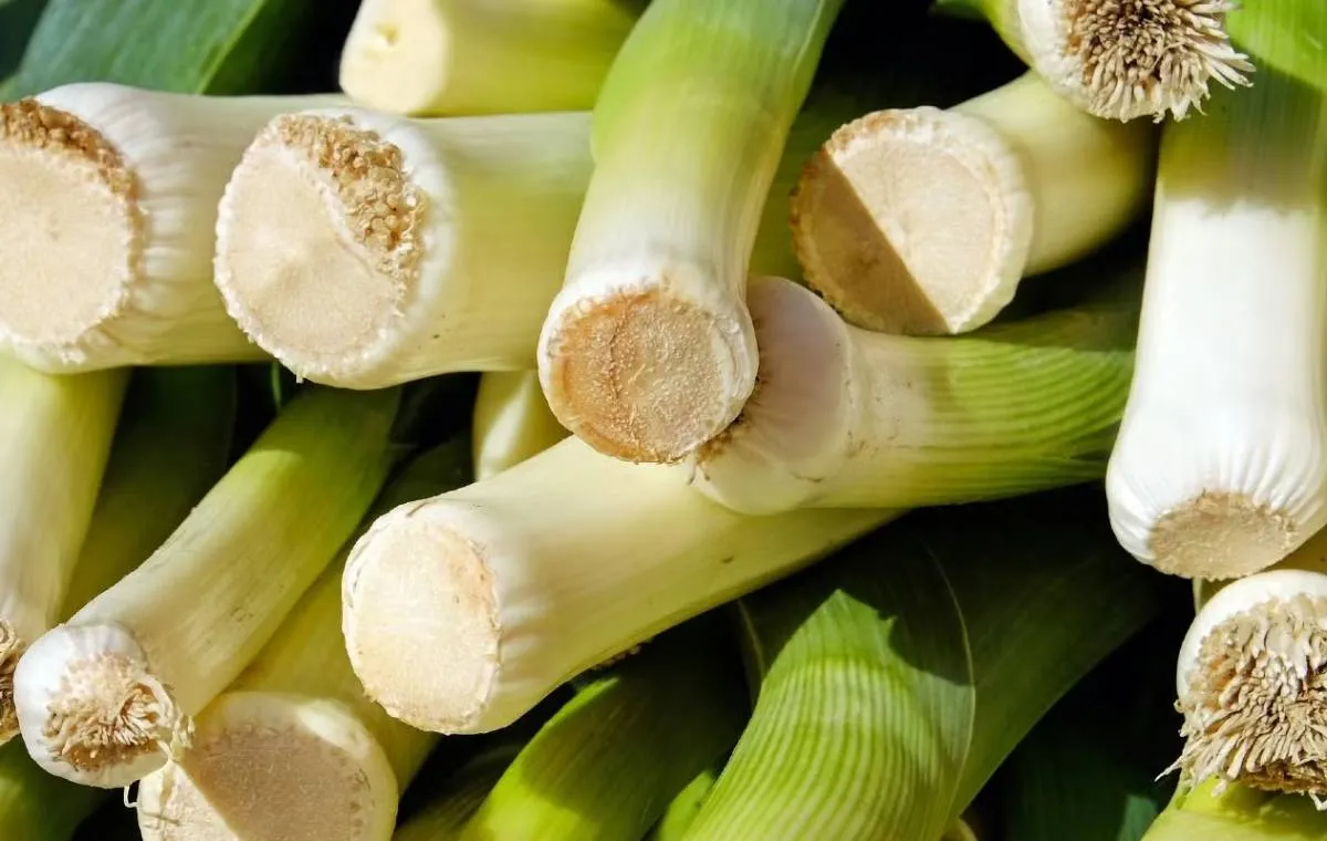 کاشت و پرورش تره‌فرنگی 