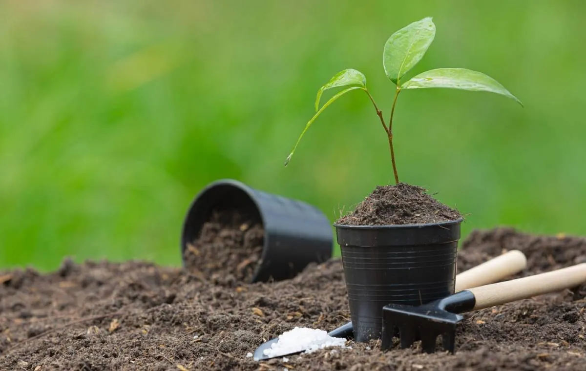 فواید کاشت درخت در باغچه خانه+ معرفی بهترین درختها برای کاشت