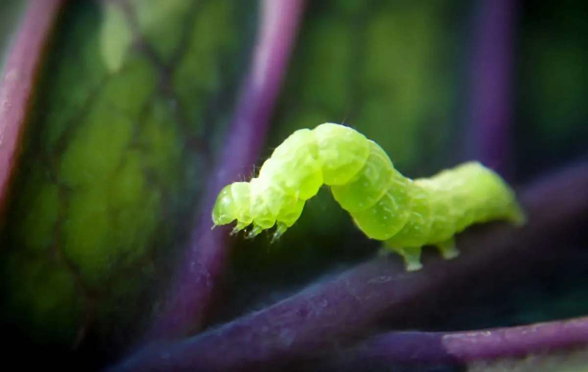 راه‌های مبارزه با انواع آفات باغچه