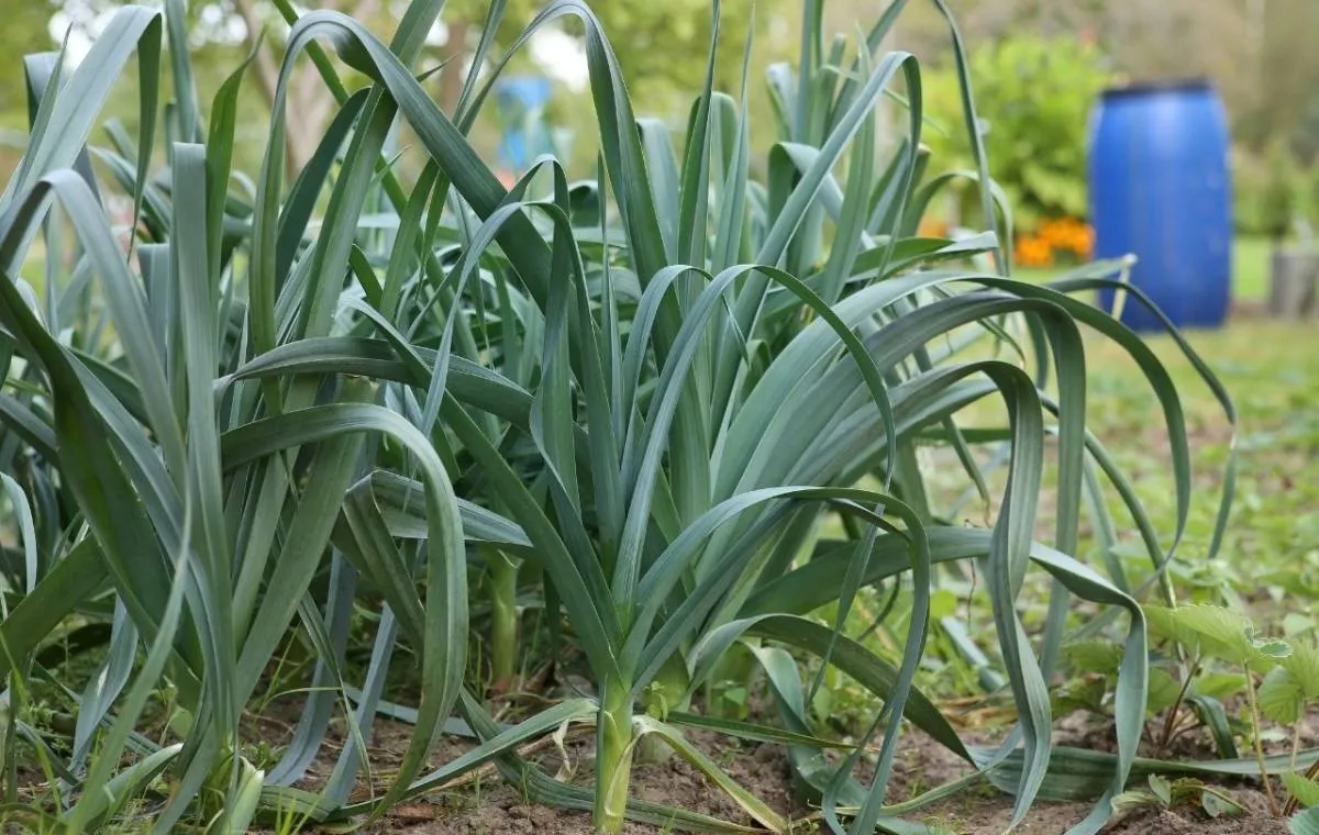  پرورش تره‌فرنگی 