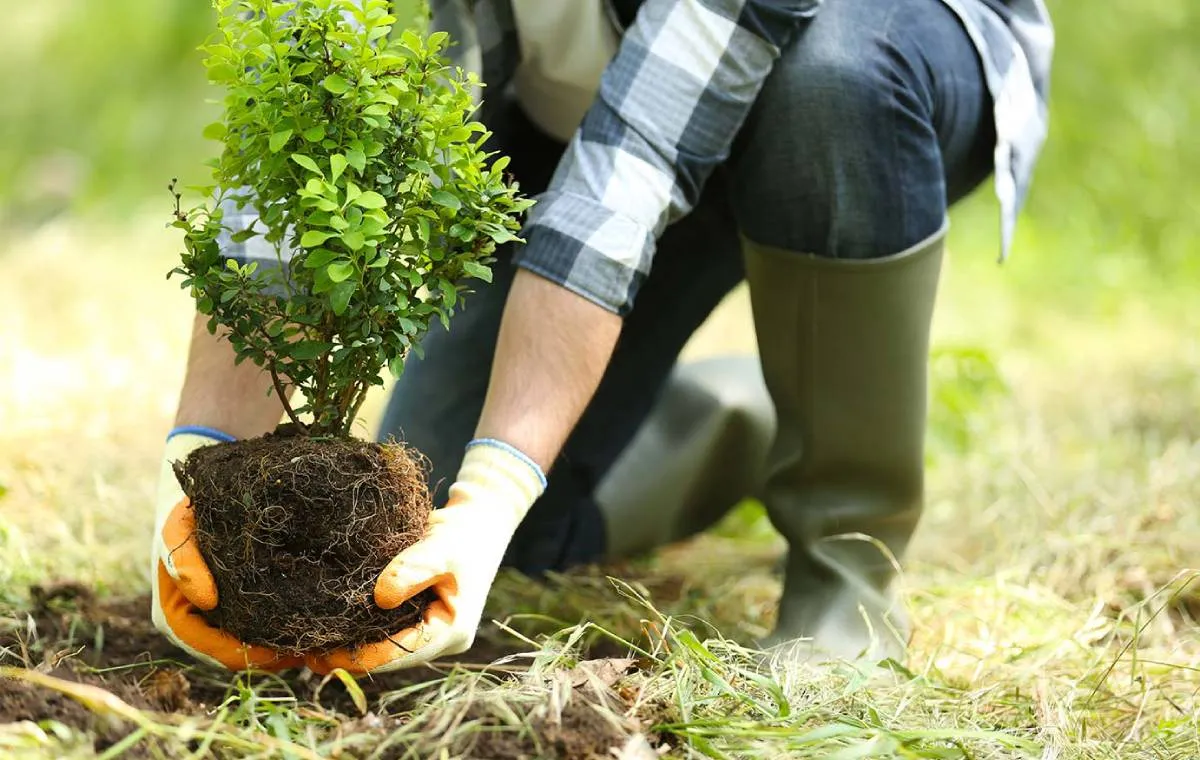 فواید کاشت درخت در باغچه خانه