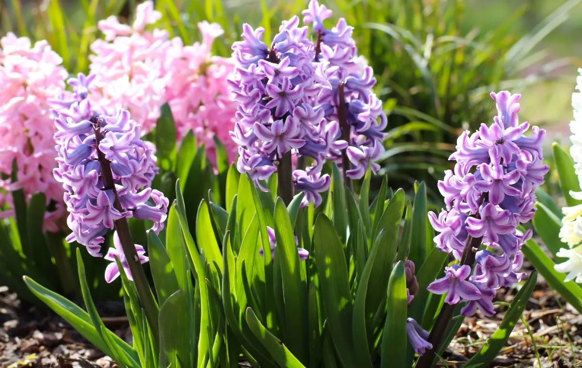 نگهداری از گل سنبل