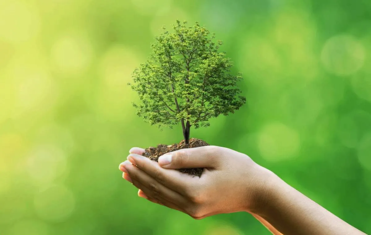 معرفی بهترین درختها برای کاشت