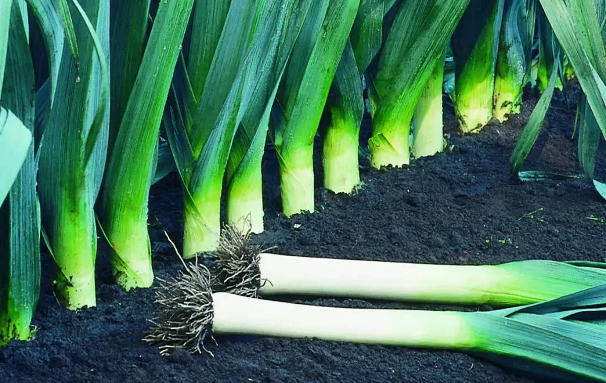 کاشت و پرورش تره‌فرنگی در خانه