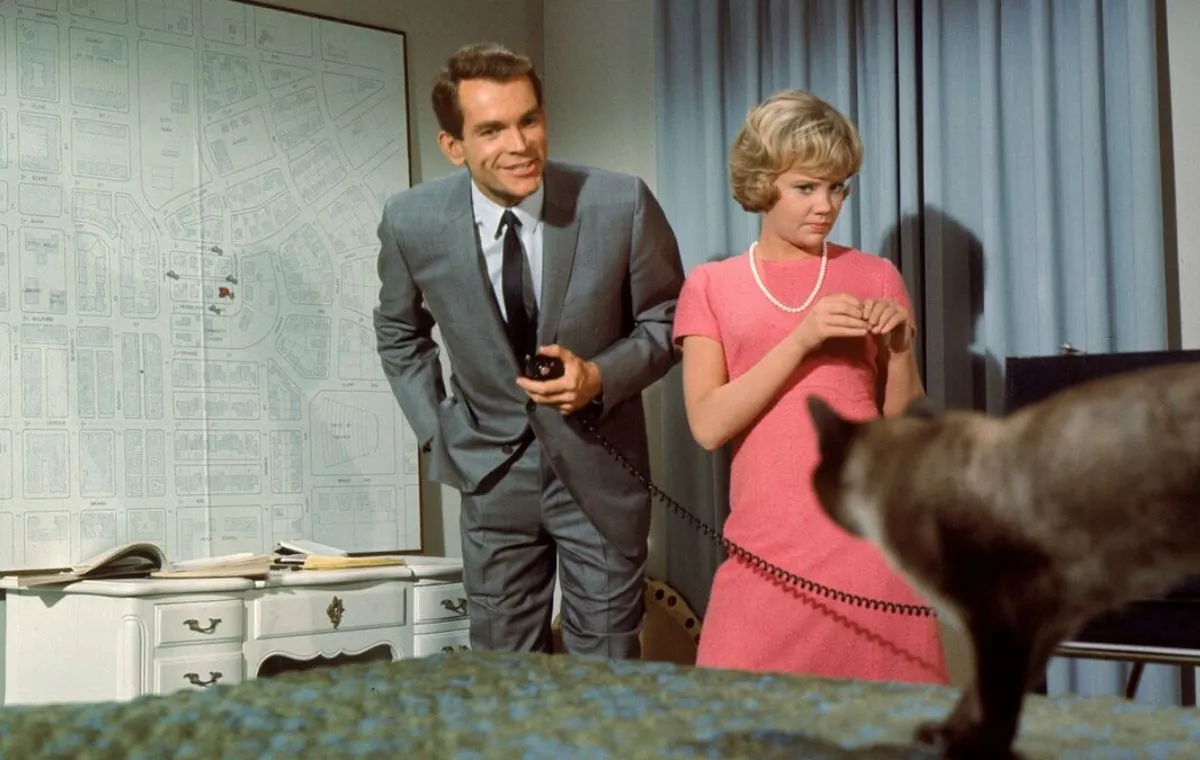 بهترین فیلم ها درباره گربه ها