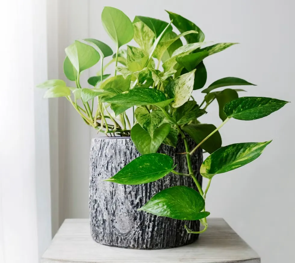 گیاه آپارتمانی پتوس