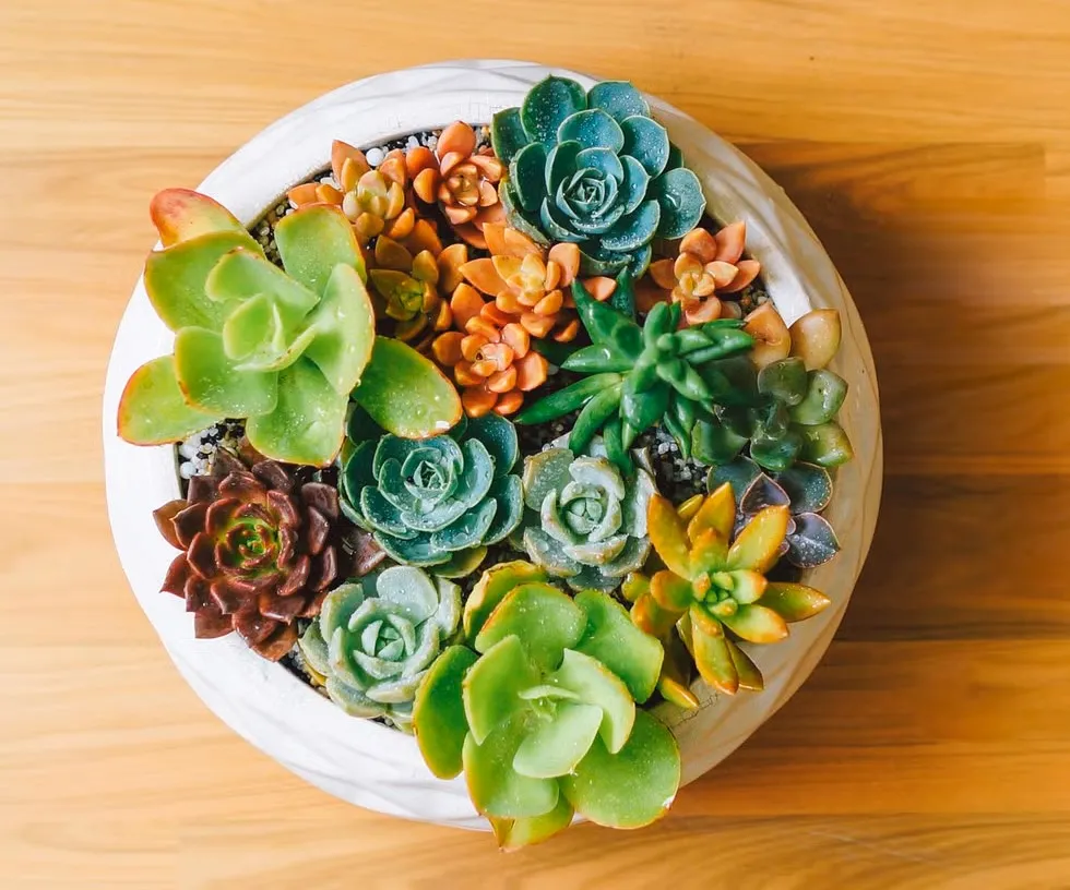 گیاه آپارتمانی کاکتوس برای سلامتی