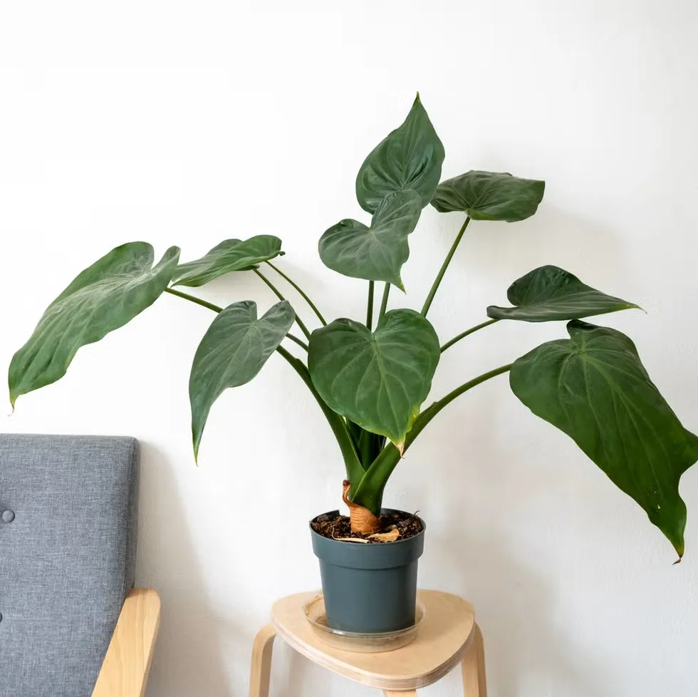 گیاه آپارتمانی فیلودندرون