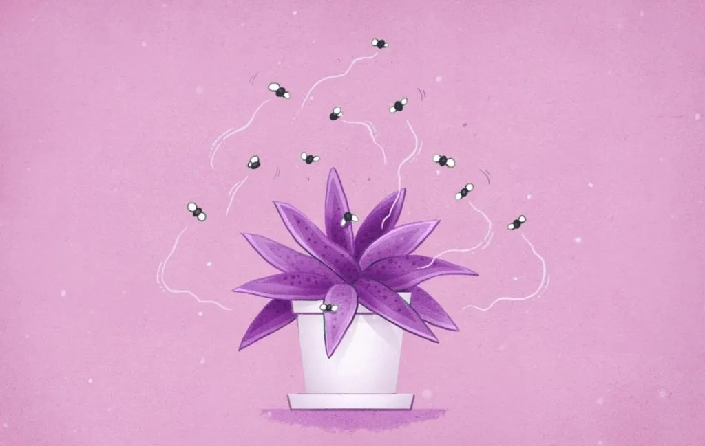 از بین بردن پشه گلدان با مایع ظرفشویی