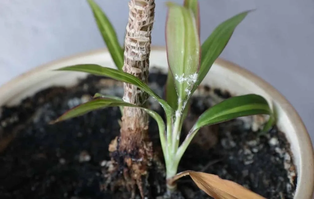 از بین بردن پشه گلدان با الکل