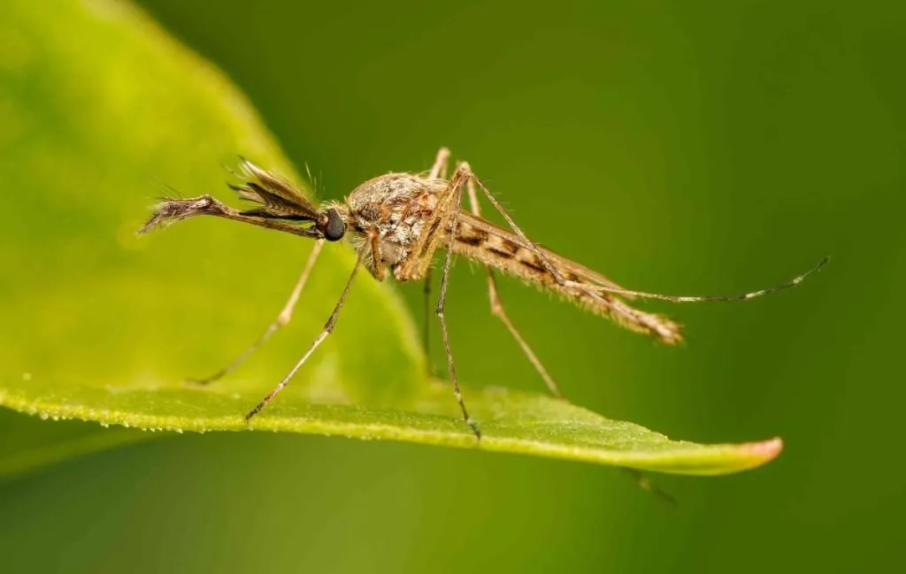از بین بردن پشه گلدان سانسوریا