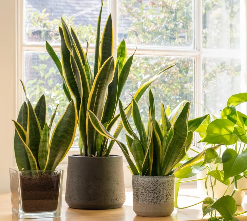 گیاه آپارتمانی سنسوریا