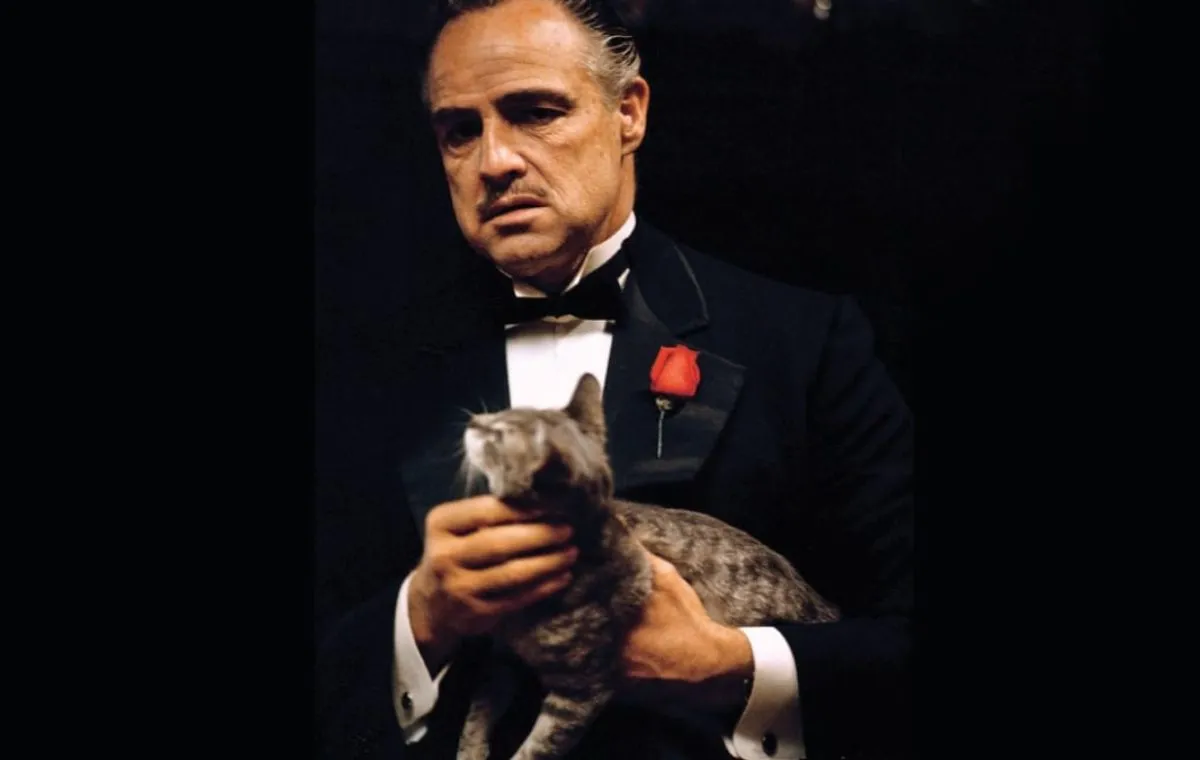 بهترین فیلم ها درباره گربه ها