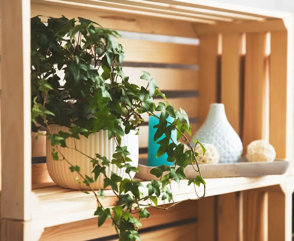 گیاه آپارتمانی پیچک انگلیسی