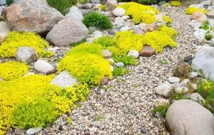 چگونه یک باغچه سنگی بسازیم؟