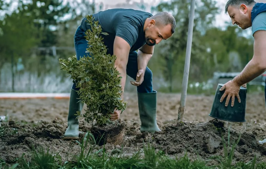 کود دهی؛ راهی برای تامین سلامت درختان