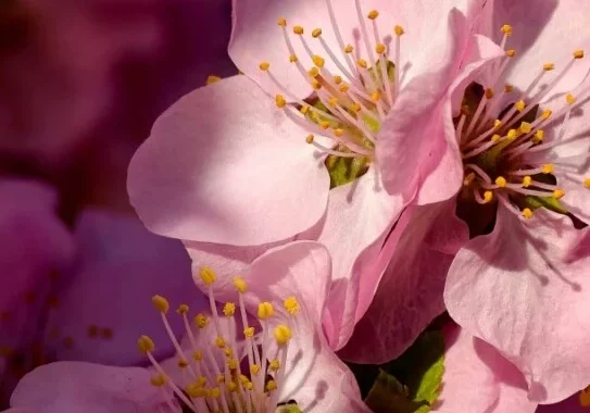 تصاویر ماکرو ثبت شده از یک گل توسط ویوو X200 اولترا