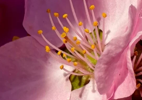 تصاویر ماکرو ثبت شده از یک گل توسط ویوو X200 اولترا