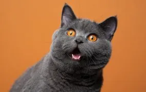 10 حقیقت جالب درباره گربه‌ ها که از آن بی‌خبرید