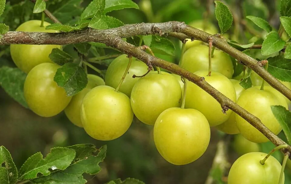 تصاویر گوجه سبز کال و رسیده