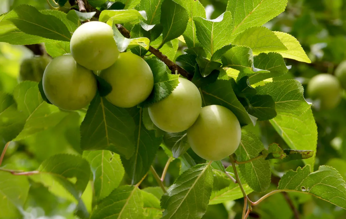 فرق آلوچه و گوجه سبز