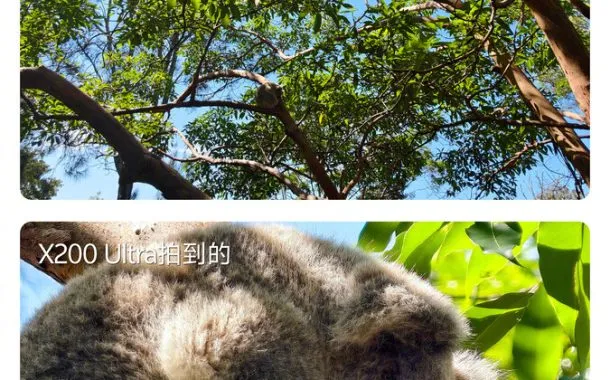 تصاویر ثبت شده از کوالا روی درخت توسط دوربین تلهفوتو ویوو X200 اولترا
