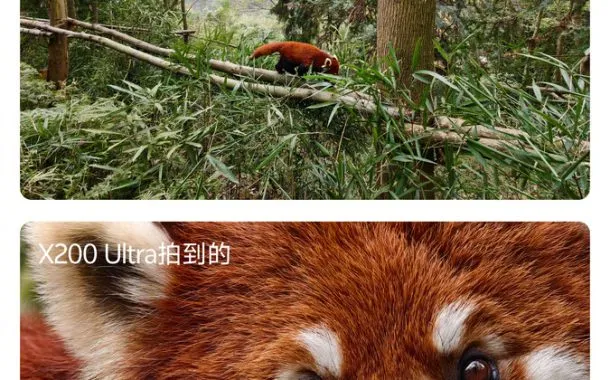 تصاویر ثبت شده از راکون در جنگل توسط دوربین تلهفوتو ویوو X200 اولترا