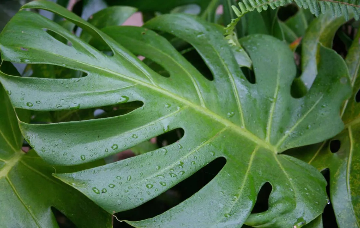 آشنایی با ۱۲ گیاه آپارتمانی سمی رایج