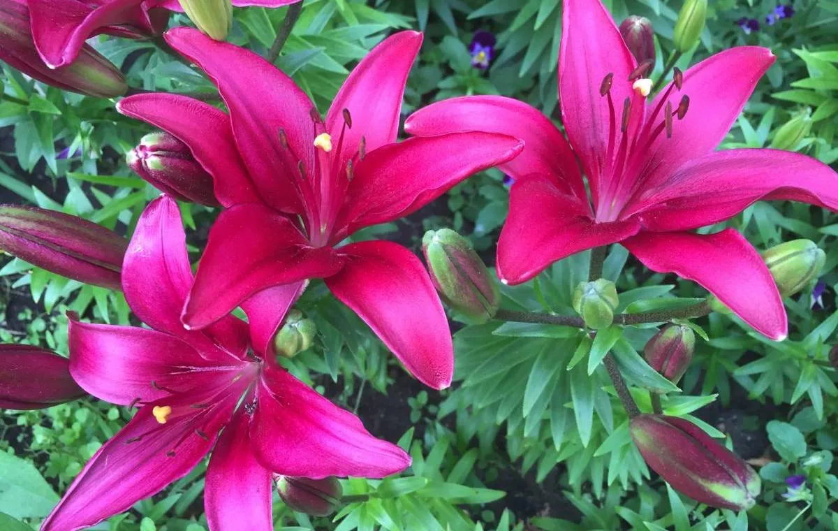 انواع گیاهان آپارتمانی سمی رایج