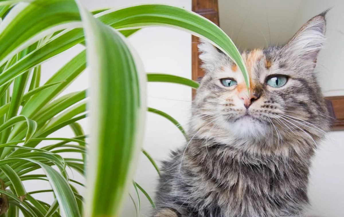 گیاه سمی برای حیوانات خانگی