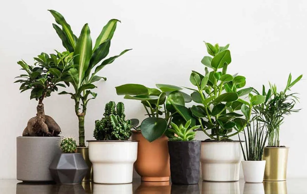 گیاهان خانگی خطرناک