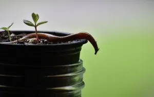 بهترین سم برای کشتن هزارپاها در گلدان