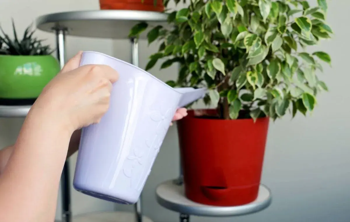 آبیاری گل فیکوس