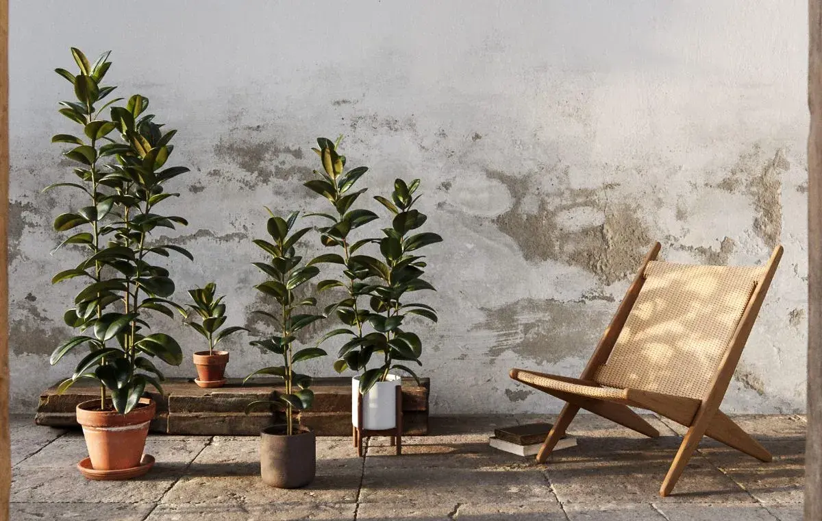 نگهداری گل فیکوس در آپارتمان