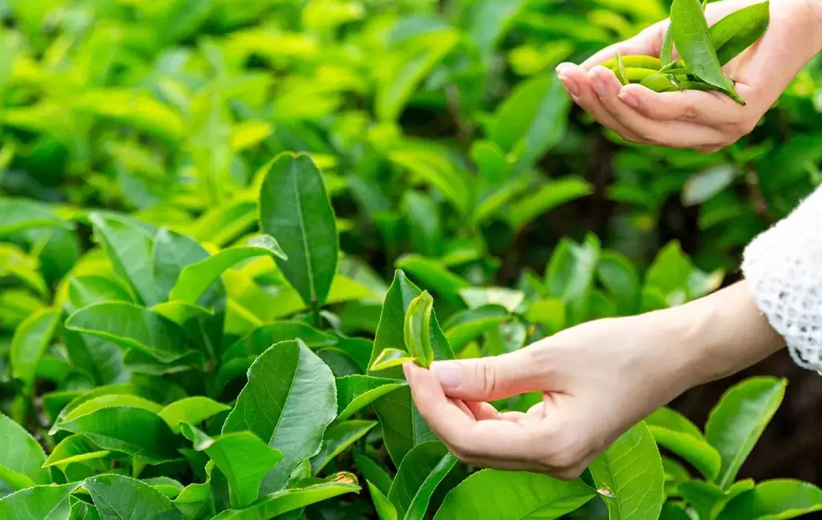 روغن درخت چای از ترکیبات کرم شهد العسل