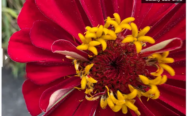 مقایسه دوربین گلکسی S25 اولترا با آیفون ۱۷ پرو مکس