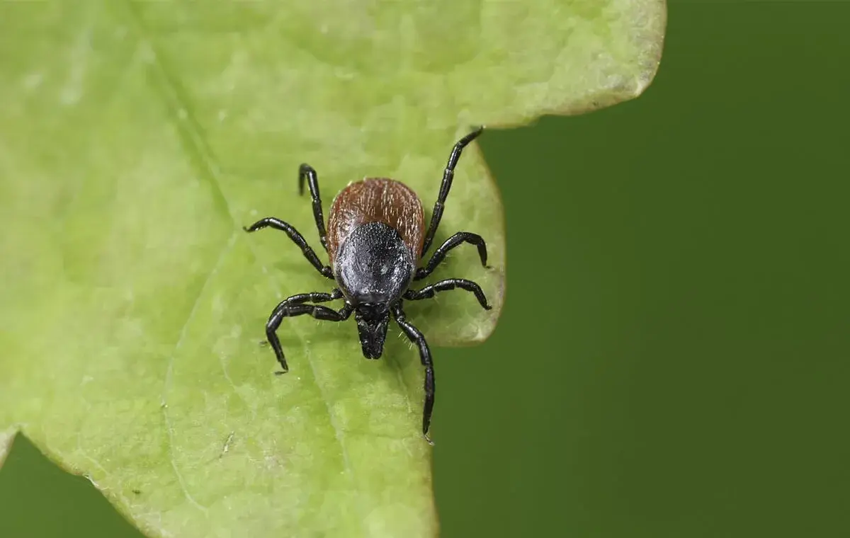 راه‌های پیشگیری از ابتلا به بیماری لایم