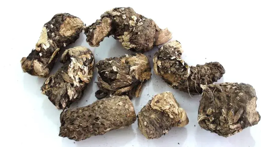 گیاه کندش و خواص آن