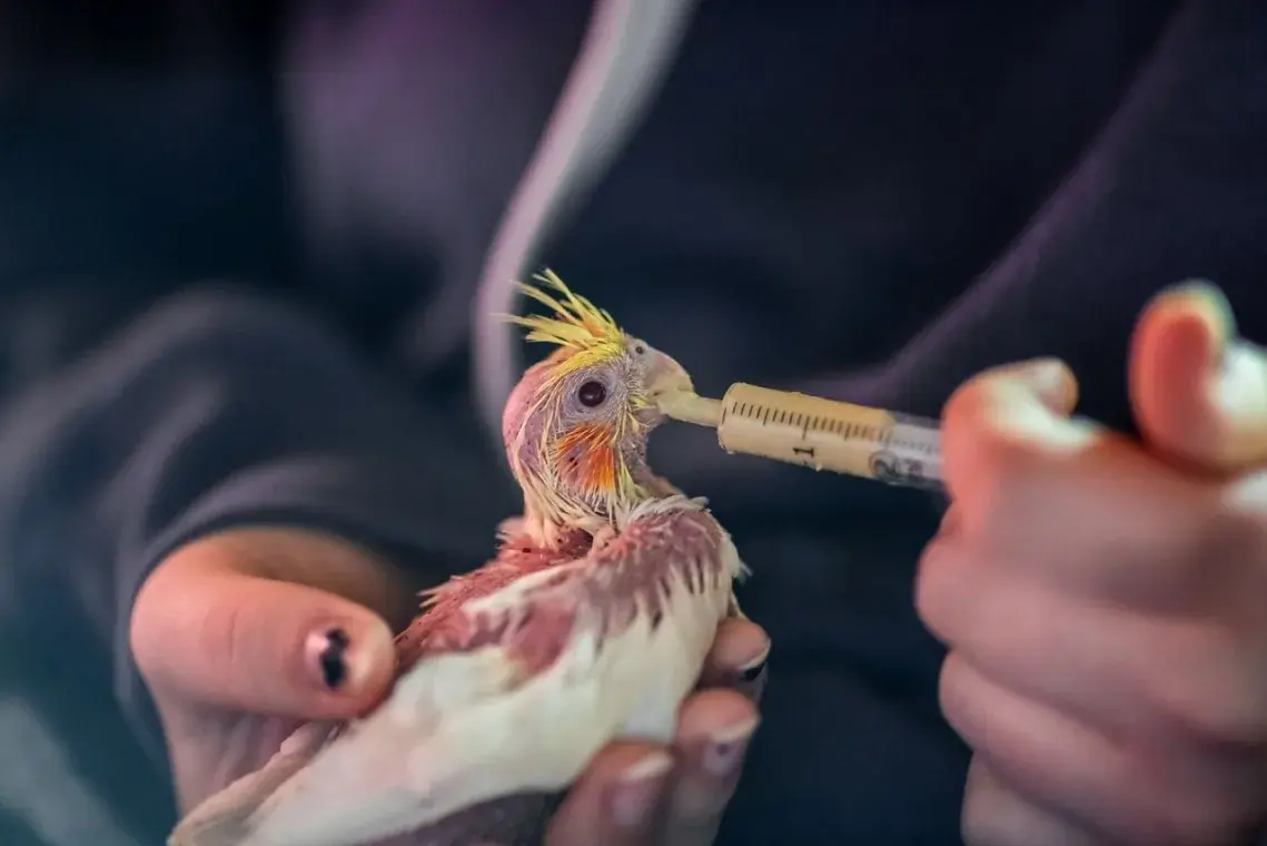 مقوی ترین غذا برای عروس هلندی جوجه