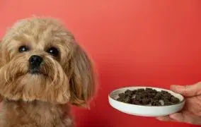 غذای مناسب سگ