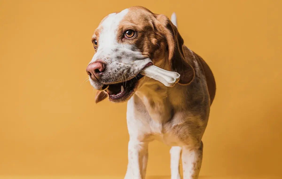 غذای مناسب سگ