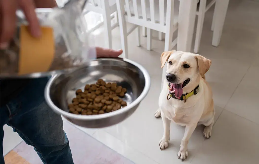 بهترین زمان غذا دادن به سگ